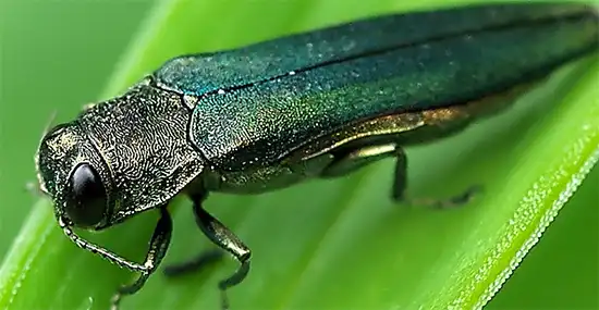 emerald ash borer beetle