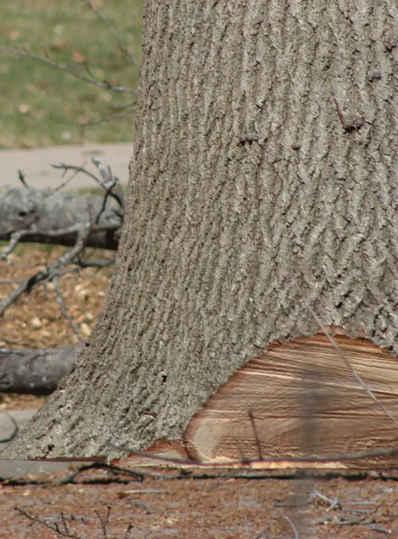 cutting tree trunk