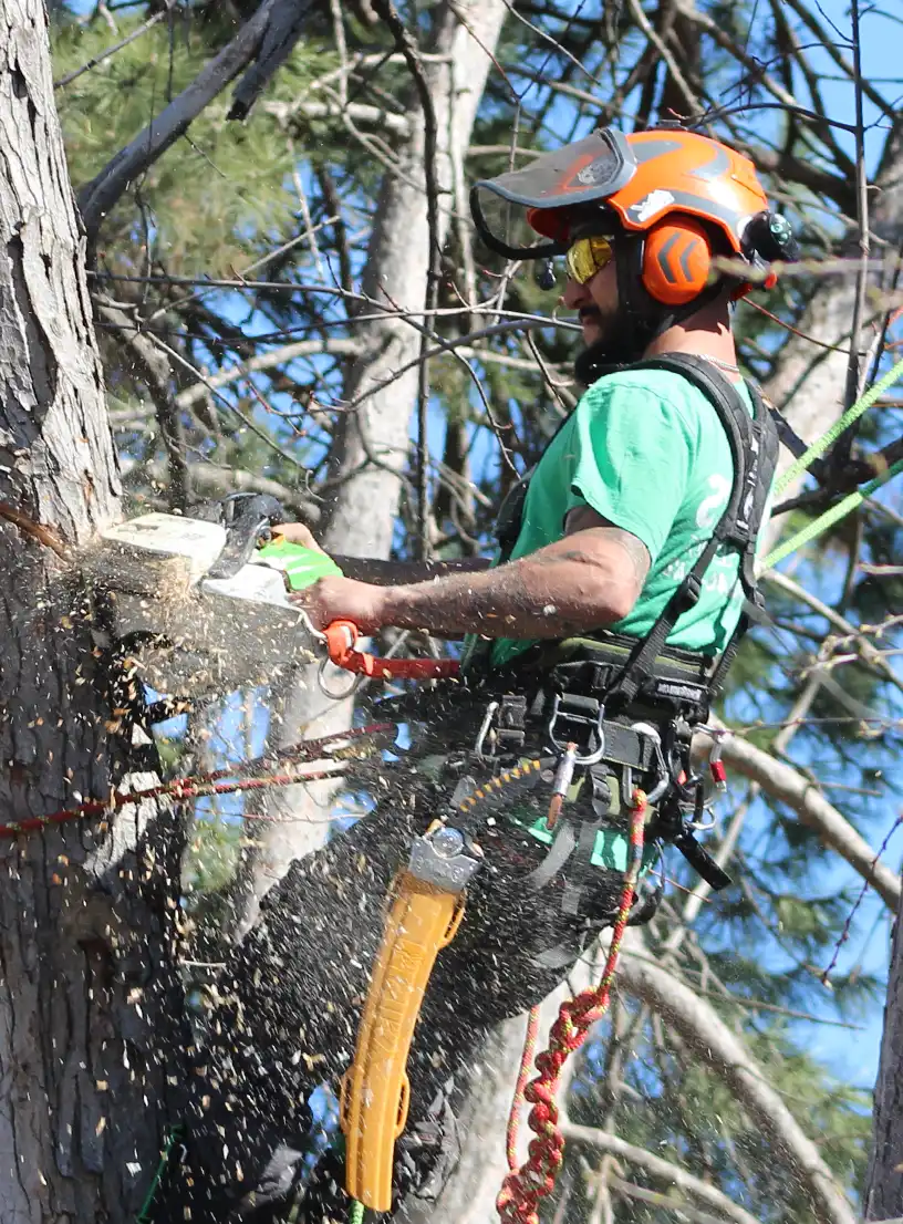 tree removal specialist