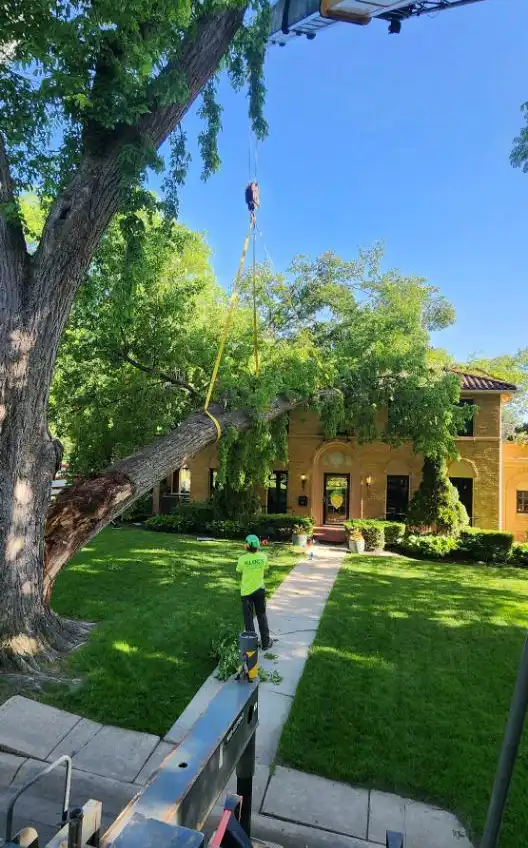 crane tree services