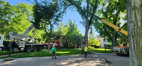 lincoln tree cutters pros